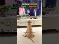 Ranking Dog's Funniest TV Reactions 😱 #shorts #dog