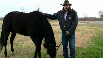 Pre-purchase exam before you buy a Horse ! stall13.com vidoes.