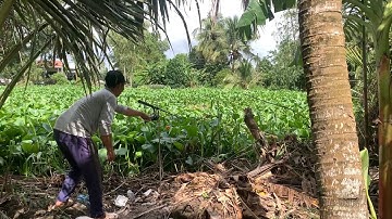 Câu Cá Tra Sông | Quăng Câu Mà Cá Ăn Vậy Cũng Vui nè | Fishing Miền Tây