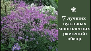 ❀ 7 лучших вуальных многолетних растений: обзор