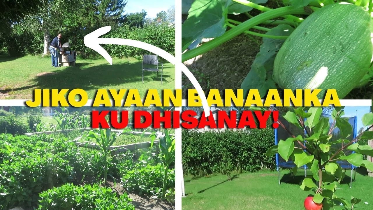 BANAANKA AYAAN KU KARSANAY LAFAHA LO'DA MARAQ KAALI ARAG AH!