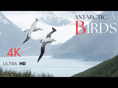Birds of Antarctic