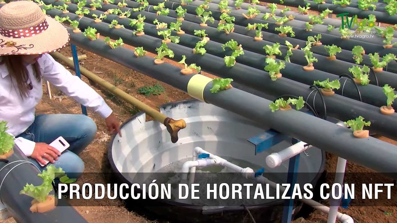 Producción de hortalizas con NFT - TvAgro por Juan Gonzalo Angel Restrepo