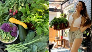 Huge First Garden Haul Of The Summer More Big Daddy Zucchinis I Wolf Of The Wild