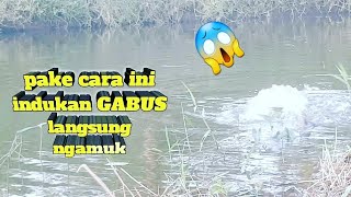 Indukan Gabus Tidak Mau Nyambar Umpan ?? Coba Aja Pake Cara Ini Di Jamin Langsung Disambar