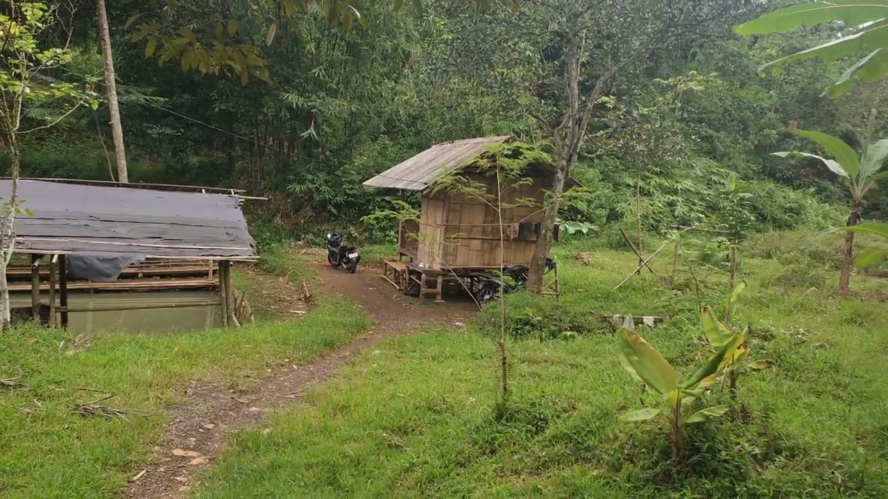 Jual tanah kebun plus kolam ikan luas 6000 meter ² surat SHM harga 130 per meter² #tanahmurahdibogor