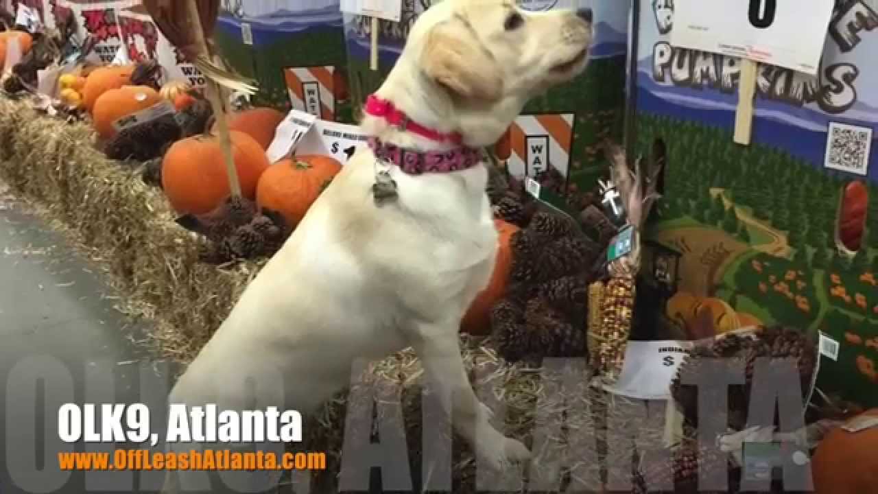 6 Month Old Labrador Retriever "Gracie" Before/After Video ...