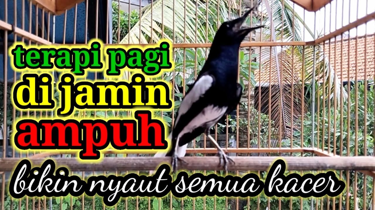 terapi pagi hari dijamin ampuh bikin kacer bahan cepat bunyi dan gacor bikin nyaut semua jenis