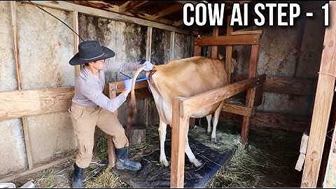 Cow AI Process | How to Insert a Seeder (CIDR Device)