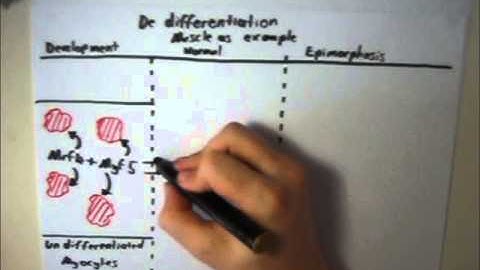 Dedifferentiation