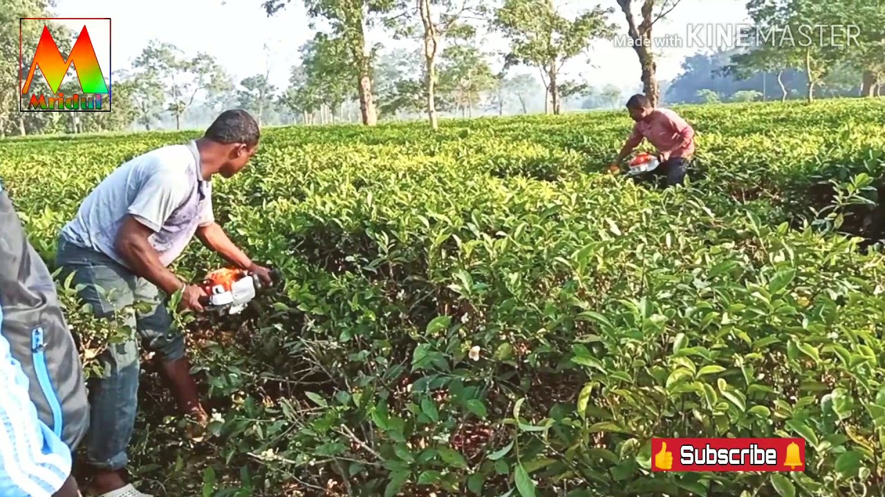 STIHL HS 52 Pruning Machine
