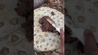 Sunda Scops Owl Begging For Food