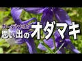 【オダマキ育て方】種蒔きから種収穫！成長観察！全記録！ガーデニング初心者 庭づくり