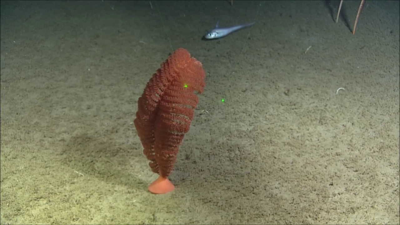 A Dancing Sea Pen