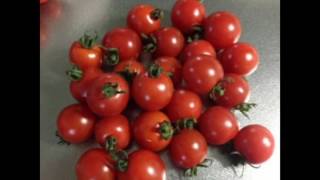 種から育てた無農薬パクチー・コリアンダー　通販します。オーガニック 西洋野菜 通販 フランス野菜｜西洋野菜とかち農園 北海道十勝 Tomato Mail order パクチスト