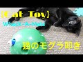 【Cat Toy】電動猫じゃらしモグラ叩き風な猫のおもちゃで遊ぶ！：Whack-A-Mole