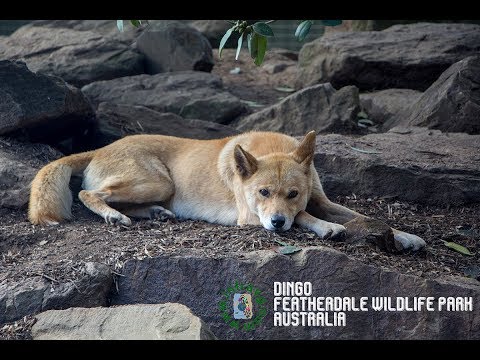 Video: Visitar el parque de vida salvaje de Featherdale