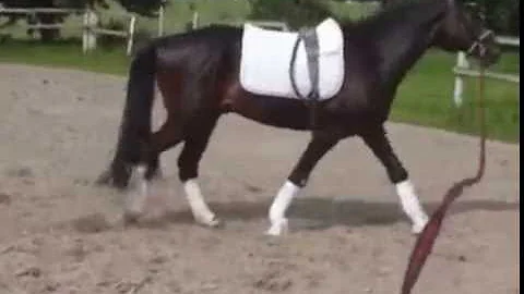 Dance delight / Pony for sale