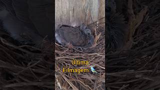 Filhote de juriti-pupu no sítio! #viral #roça #aves#cute  #animals#shorts #shortvideo #shortsfeed screenshot 5
