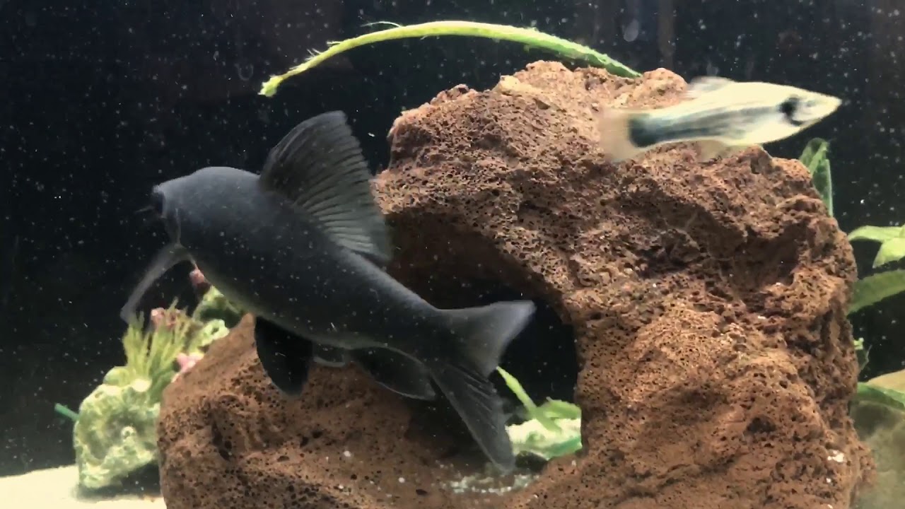 Black Shark tropical aquarium YouTube