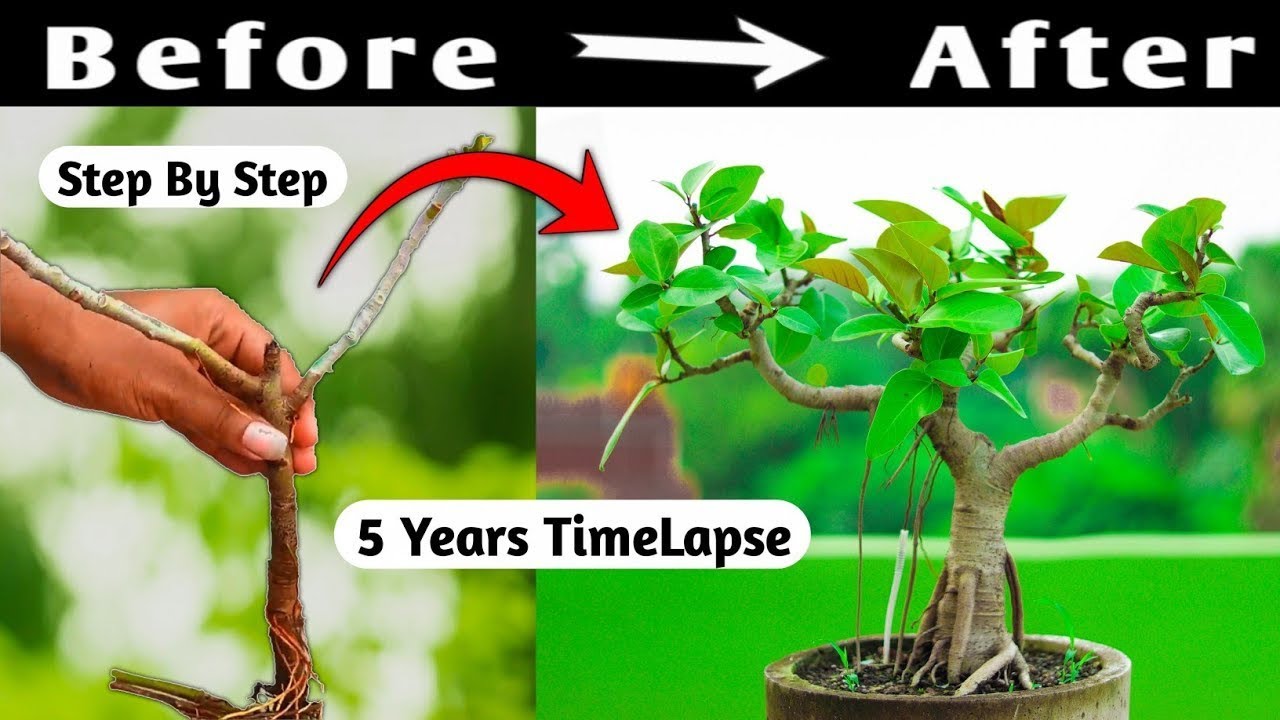 Banyan Bonsai Progression: 5 Year Time Lapse 🌳