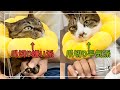 猫にドーナツカラーをつけて爪切りをしたら感動でした【4K猫動画】