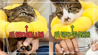 猫にドーナツカラーをつけて爪切りをしたら感動でした【4K猫動画】