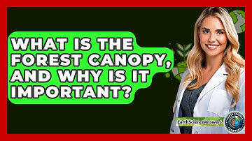 What Is The Forest Canopy, And Why Is It Important? - Earth Science Answers