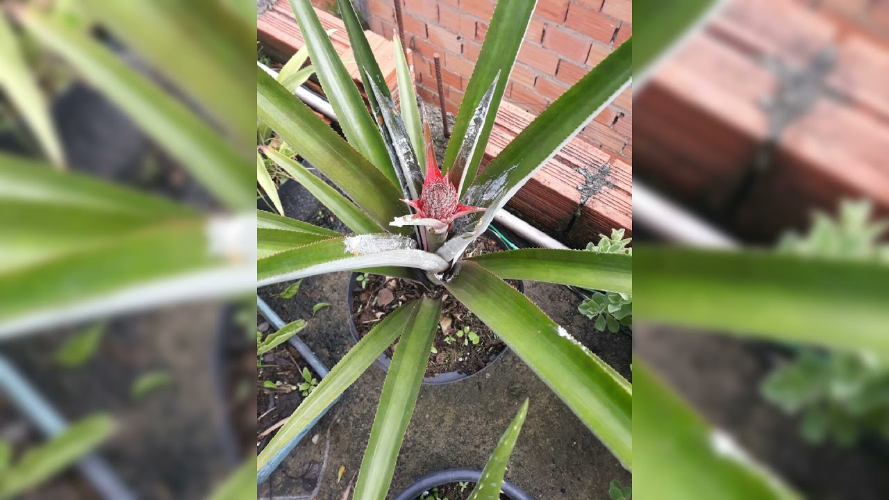 Tudo que já cutivo na Horta na Laje