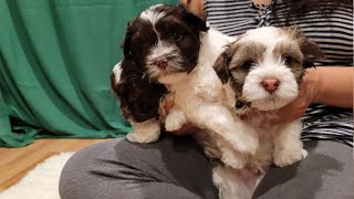 They are very different  Day 44  Puppies Journey