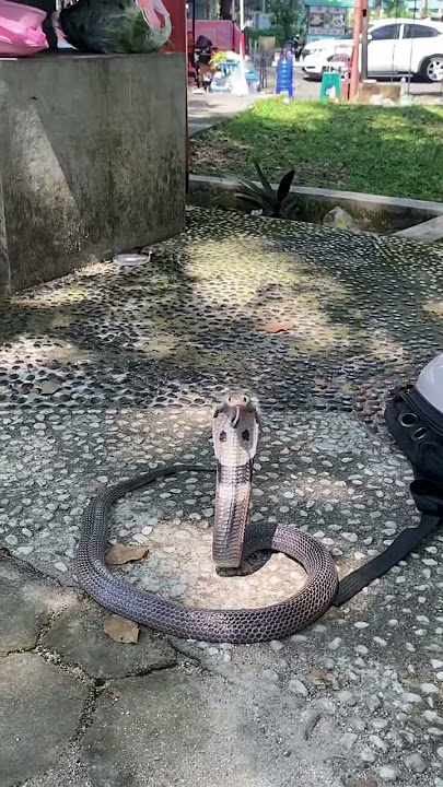 gaboleh main main sama ular cantik yang satu ini #snake #cobra  #duniahewan #duniabinatang #fyp