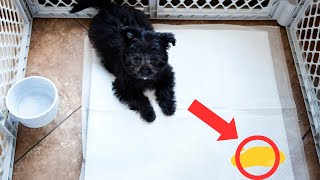 How to Potty Train a Puppy in an Apartment: Some Useful, Practical Tips by Dog Training Advice Tips 166 views 5 days ago 5 minutes, 56 seconds