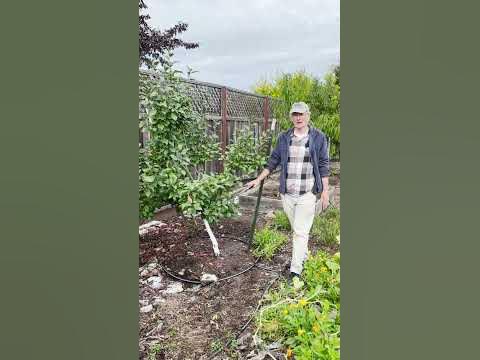 Catching Voles - UC Master Gardener Program of Sonoma County