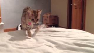 Download Lagu F2 Savannah Tara Fetching MP3