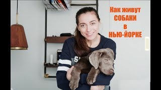 Особенности содержания собаки. Жизнь в Нью-Йорке