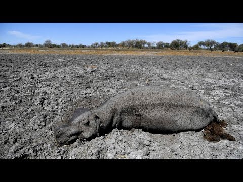 Wildlife faces drought in Botswana's Okavango