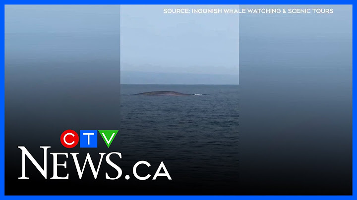 Rare whale sighting in Cape Breton