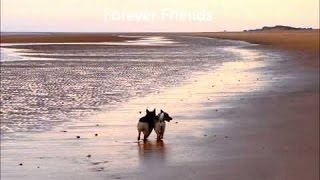 Freki Swedish Vallhund Pup learns to swim in the sea ! by HM CHANNEL 77 views 7 years ago 48 seconds