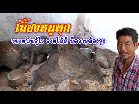 เลี้ยงหนูพุก ขยายพันธุ์ไว รายได้ดี มีความต้องการสูง