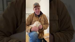 Watch Owen doctor a puppy with its first shots and Micro-Chip. #kanoshLabs #EnglishLabs #Puppies