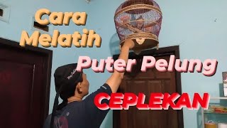 Download lagu Cara Melatih Puter Pelung Ceplekan. @sugitokambojaBF