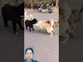 #funny #animals #janemerijanemanbachpankapyarmerabhulnahijanare