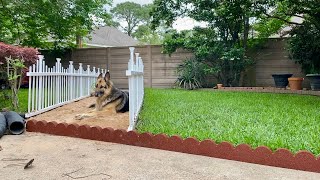 Backyard Renovation Part 7 | This Indian