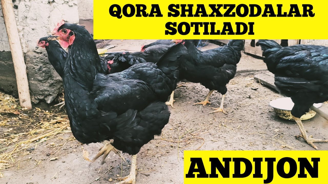 QORA SHAXZODA TOVUQLARI SOTILADI