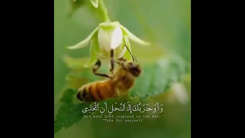 مقطع من سوره النحل بصوت الشيخ ماهر المعيقلي 🎧/ارح مسامعك مع اجمل التلاوات