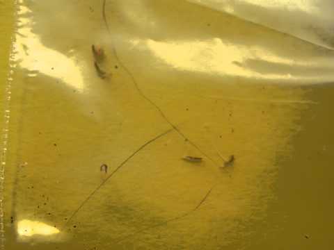 Video: Flea Larvae - Cov Tseeb Txog Flea Larvae