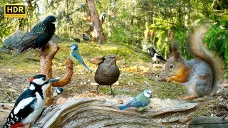 Cat TV😻 Forest BIRDS for Cats to Watch and their Squirrel friends🕊️🐿️