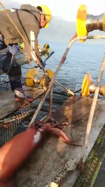 penangkapan cumi peru