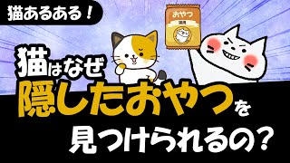 猫はなぜ隠したものを見つける事ができるのか？その訳を5つ解説！ by ネコ丸チャンネル 2,906 views 1 month ago 10 minutes, 3 seconds