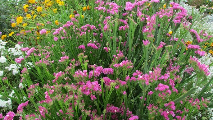 Статица: цветы сухоцветы, Гмелина и другие сорта для вашего сада. Подробный гайд по посадке и уходу